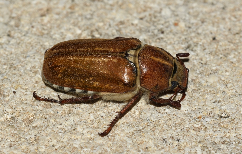 Scarabeidae: Anoxia (Protanoxia) baraudi
